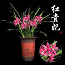 浓香型兰花苗大花蕙兰墨兰建兰花卉盆栽绿植室内植物盆景兰花盆栽 红贵妃 6苗【当年开花】+肥料