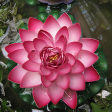 （菜友）四季花种子家庭种植易活套餐室外阳台盆栽花种子太阳花满天星百日草格桑花薰衣草菊花四季开花不断 碗莲种子5粒