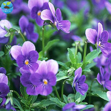 一播大地 春播花种子 花卉种子 紫罗兰种子混色 阳台庭院花种子 紫色的美 紫罗兰200粒