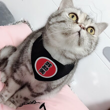 宠物围巾猫咪口水巾三角巾小猫围脖装饰可爱超萌猫领巾猫围巾 XS 超小型 天才