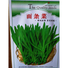 TLYY蔬菜种子四季播阳台农家庭院盆栽辣椒番茄黄瓜韭菜香菜草莓籽 面条菜