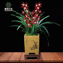 浓香型兰花苗大花蕙兰墨兰建兰花卉盆栽绿植室内植物盆景兰花盆栽 红钻石 3-4连体【易花易活】+肥料