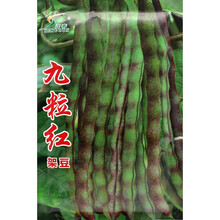 九粒红豆角种子 紫红豆芸豆架豆蔬菜籽 早熟高产抗病耐高低温耐湿