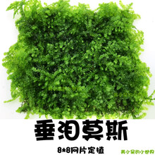 鱼缸沉木造景莫斯美凤水晶鹿角苔火焰珊瑚垂泪松茸怪厥大三角水草 垂泪莫斯8*8