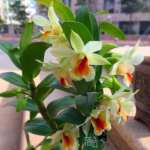 石斛带叶品种 球花石斛 鼓槌石斛 翅梗石斛 黑毛石斛 密花石斛 长苏石斛 花卉绿植盆栽盆景吊兰花附生 黑毛石斛 半斤