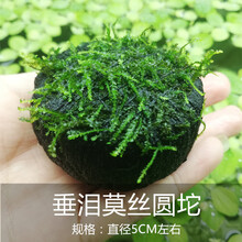 松茸莫斯三角火焰莫丝片摩丝鱼缸造景水族箱不锈钢定植莫斯片 坨草：垂泪莫丝大圆坨
