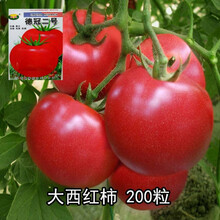蔬菜种子番茄萝卜辣椒香菜春秋四季播早熟室内阳台盆栽速生青菜籽 大番茄200粒