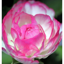 花毛莨种球种根花卉盆栽植物种球花卉种子波斯毛茛芹叶洋牡丹根茎 花神 其他