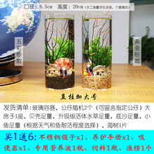 观赏生态瓶鱼微景观免换水免打理diy水族办公桌面创意造景鱼缸 圆柱加大号（黄金砂款）
