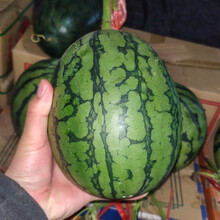 寿禾 小西瓜种子南方早春红玉西瓜苗 高产种苗春季四季播早熟水果种子薄皮超甜 西瓜苗种籽西瓜子瓜籽 早春红玉  20粒原装