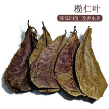 水族箱鱼缸装饰活体水草绿菊金鱼藻蜈蚣草羽裂坨草水榕沉木造景 榄仁叶降酸PH软水10片装