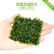 鱼缸造景沉木水榕水草活体淡水植物懒人水草趴地珍珠易活易养！ 凤尾片(8*8)