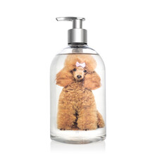 汪司令 狗狗沐浴露 杀菌除螨去臭宠物洗澡用品去泪痕美白去黄护毛美毛香波法斗专用定制 红棕专用