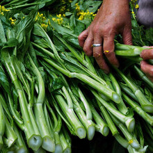 寿禾 四九菜心种子广东甜菜心红菜苔白洪山菜薹菜芯夏秋季播种菜种籽四季蔬菜菜子种植疏莱家庭种植菜籽种孑 四九菜心种子 250g