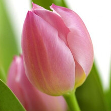 郁金香种球郁金香大球花卉室内外水培土培盆栽郁金香种子 海洋之心 11-12CM