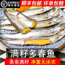 【顺丰速运】新鲜多春鱼满籽鲜活海鲜生鲜水产烧烤食材特大冷冻海鱼 米金船卡 1斤装