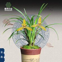 德芳兰业 四季兰花苗 春兰黄花 金鑫 浓香味 兰草室内 花卉盆栽好养 5苗连体带简易盆