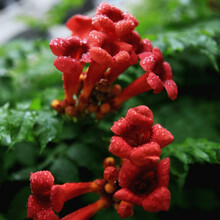 耐寒凌霄花苗花卉室内外爬藤蔷薇花植物盆栽阳台垂吊木香花紫藤花 1cm粗美国凌霄(偏红色) 不含盆