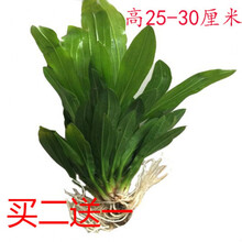 鱼缸活体水草细叶铁皇冠大叶九皇冠水草种子水草泥装饰造景沉木！