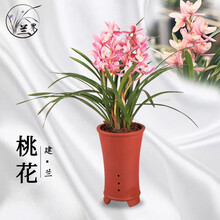 【新品促销】兰花苗 嫦娥奔月 建兰四季兰绿植花卉好养盆栽 桃花2苗