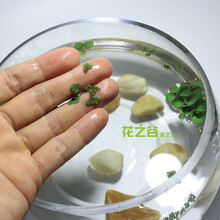 鱼缸浮萍水草活体植物浮性净化水质微景观水族箱 满江红20颗