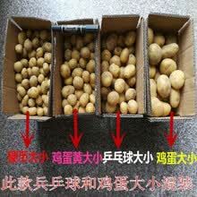 2021河南新鲜土豆马铃薯新鲜蔬菜农家肥应季蔬菜大洋芋5斤9斤 5斤混选黄心土豆【中果】