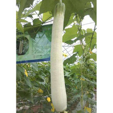 民汇园蔬菜种子 春夏播种白肉丝瓜种子 白玉霜丝瓜种子 长丝瓜 肉质细嫩 农家小菜园蔬果种子