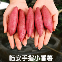 临安天目山香薯【现挖现发】鸡蛋薯 小香薯 新鲜蔬菜 现挖板栗红薯番薯 粉糯香甜 地瓜 宝宝辅食 小香薯（金手指） 10斤