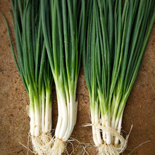 寿禾 山东寿光大葱小香葱种子春夏季播种章丘铁杆大梧桐特大特长四季葱香葱苗沙葱蔬菜种籽种孑葱苗 日本百惠香葱种子20g装2袋