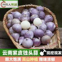 （现挖现发）云南紫皮独头蒜 大蒜 干蒜 蒜头 5斤 大果