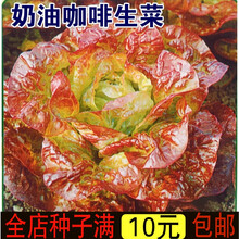 新种蔬菜种子奶油咖啡生菜种子紫叶生菜籽紫红皱叶奶油生菜种子四季种