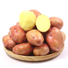 云南小土豆 新鲜马铃薯 红皮洋芋 迷你小洋芋 黄心土豆 10斤