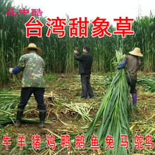 甜象草种子多年生四季高产牧草种子畜牧养殖牛羊兔鱼皇竹草籽 买5斤送1斤