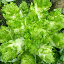 颜集卉四川儿菜种籽特产四季播娃娃菜抱子芥菜秋季蔬菜籽早熟农家 儿菜种子50克