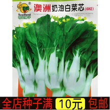 新种广东奶油白菜心种子白菜苔籽白菜芯种子春秋播四季播连续采收好吃