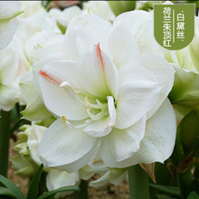 荷兰进口重瓣朱顶红大种球多年生球根花卉盆栽地栽观花植物种 白黛丝 16-17CM