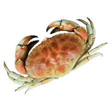 国际	
渔鼎鲜  加拿大乔纳蟹500-600g 肉质细嫩饱满【已核酸检测】