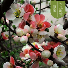 海棠花苗耐寒花卉盆栽树苗盆景老桩室内观花绿植庭院四季开花植物 15木瓜海棠 不含盆