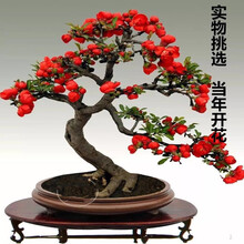 元井  重瓣海棠花盆栽花卉观花植物室内盆景树桩大花苗 5年长寿冠海棠（造型）