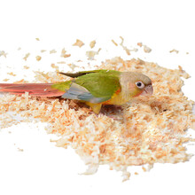 闽笼 仓鼠用品木屑 虎皮牡丹小太阳鹦鹉仓鼠龙猫荷兰猪 金刚木木屑刨花锯末 除臭防潮垫料 小宠木屑80g