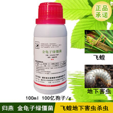 归燕100亿金龟子绿僵菌蛴螬蝼蛄地下害虫杀虫剂花生红薯100ml蝗虫草地贪夜蛾 100ml