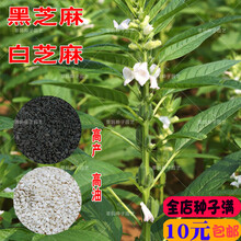 2020新种黑芝麻种子白芝麻种子五谷杂粮种子黑芝麻种籽四季种大田庭院盆栽500克