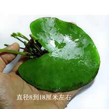 鱼缸浮萍水草活体植物浮性除NO3净化水质微景观水族箱造景 大叶一叶莲(8-18cm左右)