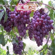 颜集卉葡萄种子提子葡萄树阳台庭院盆栽葡萄种籽夏秋四季播蔬菜瓜果种子 红宝石 50粒