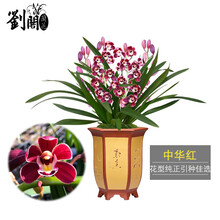 刘阁兰花苗 建兰新品红花 中华红 夏带浓香花苞出售内带多个好养品种花卉盆栽 中华红4苗连体裸根.送肥