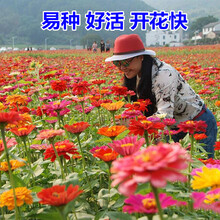 【正常发货】室外草花种子花庭院花种籽子四季开花百日草花卉植物花籽夏季花草骏楷园林 百日草波斯菊混合一斤