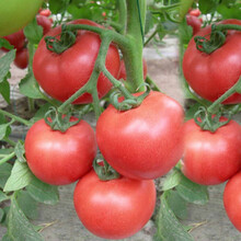 御春阁 大番茄西红柿种子 阳台盆栽水果蔬菜种子菜籽 春季蔬菜种子 50粒 矮大番茄西红柿种子50粒