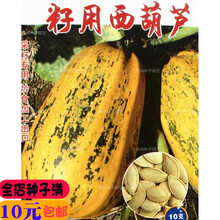 新种多籽南瓜种子 专门产籽高产籽西葫芦种籽 片大粒多白瓜子南瓜种籽