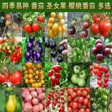 颜集卉千禧圣女果樱桃小番茄种子 甜水果西红柿 阳台盆栽黑黄矮生蔬菜籽 所有品种混合番茄种子500粒