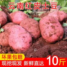【现挖现发】2021年云南高原新鲜现挖红皮黄心土豆5/10斤洋芋马铃薯 5斤 大果